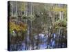 Bald Cypress Swamp Near Fort Myers, Florida, USA-Fraser Hall-Stretched Canvas