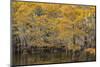 Bald Cypress tree draped in Spanish moss with fall colors. Caddo Lake State Park, Uncertain, Texas-Adam Jones-Mounted Photographic Print