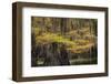 Bald Cypress tree draped in Spanish moss with fall colors. Caddo Lake State Park, Uncertain, Texas-Adam Jones-Framed Photographic Print