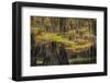 Bald Cypress tree draped in Spanish moss with fall colors. Caddo Lake State Park, Uncertain, Texas-Adam Jones-Framed Photographic Print