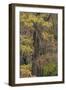 Bald Cypress tree draped in Spanish moss with fall colors. Caddo Lake State Park, Uncertain, Texas-Adam Jones-Framed Photographic Print