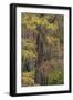 Bald Cypress tree draped in Spanish moss with fall colors. Caddo Lake State Park, Uncertain, Texas-Adam Jones-Framed Photographic Print