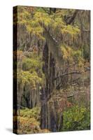 Bald Cypress tree draped in Spanish moss with fall colors. Caddo Lake State Park, Uncertain, Texas-Adam Jones-Stretched Canvas