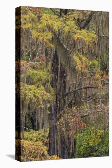 Bald Cypress tree draped in Spanish moss with fall colors. Caddo Lake State Park, Uncertain, Texas-Adam Jones-Stretched Canvas