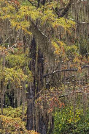 Galapagos Spanish Moss