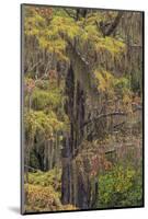 Bald Cypress tree draped in Spanish moss with fall colors. Caddo Lake State Park, Uncertain, Texas-Adam Jones-Mounted Photographic Print