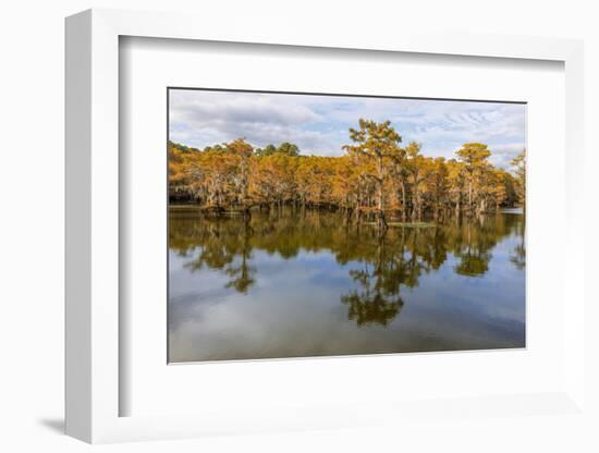 Bald Cypress tree draped in Spanish moss with fall colors. Caddo Lake State Park, Uncertain, Texas-Adam Jones-Framed Photographic Print