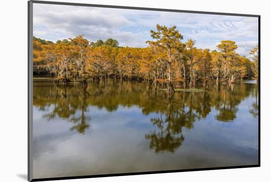 Bald Cypress tree draped in Spanish moss with fall colors. Caddo Lake State Park, Uncertain, Texas-Adam Jones-Mounted Photographic Print