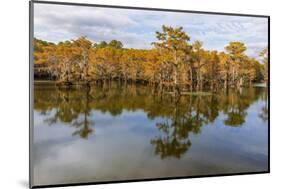 Bald Cypress tree draped in Spanish moss with fall colors. Caddo Lake State Park, Uncertain, Texas-Adam Jones-Mounted Photographic Print