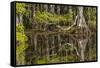 Bald cypress trees and reflection, Six Mile Cypress Slough Preserve, Fort Myers, Florida, Taxodium-Adam Jones-Framed Stretched Canvas