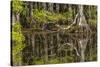 Bald cypress trees and reflection, Six Mile Cypress Slough Preserve, Fort Myers, Florida, Taxodium-Adam Jones-Stretched Canvas