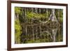 Bald cypress trees and reflection, Six Mile Cypress Slough Preserve, Fort Myers, Florida, Taxodium-Adam Jones-Framed Photographic Print