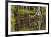 Bald cypress trees and reflection, Six Mile Cypress Slough Preserve, Fort Myers, Florida, Taxodium-Adam Jones-Framed Photographic Print