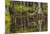 Bald cypress trees and reflection, Six Mile Cypress Slough Preserve, Fort Myers, Florida, Taxodium-Adam Jones-Mounted Photographic Print