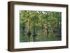 Bald Cypress Trees at Horseshoe Lake Cons. Area, Illinois-Richard and Susan Day-Framed Photographic Print