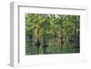 Bald Cypress Trees at Horseshoe Lake Cons. Area, Illinois-Richard and Susan Day-Framed Photographic Print