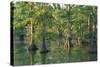 Bald Cypress Trees at Horseshoe Lake Cons. Area, Illinois-Richard and Susan Day-Stretched Canvas