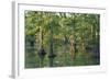 Bald Cypress Trees at Horseshoe Lake Cons. Area, Illinois-Richard and Susan Day-Framed Photographic Print