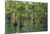 Bald Cypress Trees at Horseshoe Lake Cons. Area, Illinois-Richard and Susan Day-Mounted Photographic Print