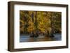 Bald cypress trees in autumn colors at sunset. Caddo Lake, Uncertain, Texas-Adam Jones-Framed Photographic Print