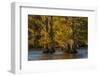 Bald cypress trees in autumn colors at sunset. Caddo Lake, Uncertain, Texas-Adam Jones-Framed Photographic Print