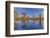 Bald cypress trees in autumn reflected on lake. Caddo Lake, Uncertain, Texas-Adam Jones-Framed Photographic Print