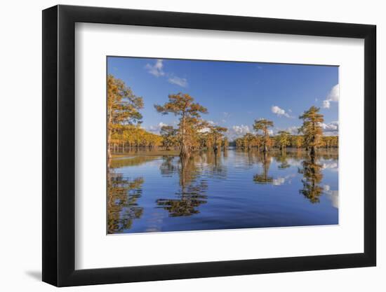 Bald cypress trees in autumn reflected on lake. Caddo Lake, Uncertain, Texas-Adam Jones-Framed Photographic Print