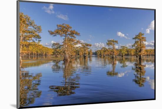 Bald cypress trees in autumn reflected on lake. Caddo Lake, Uncertain, Texas-Adam Jones-Mounted Photographic Print