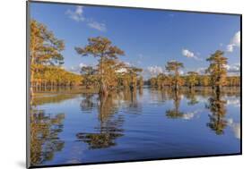 Bald cypress trees in autumn reflected on lake. Caddo Lake, Uncertain, Texas-Adam Jones-Mounted Photographic Print