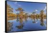 Bald cypress trees in autumn reflected on lake. Caddo Lake, Uncertain, Texas-Adam Jones-Framed Stretched Canvas