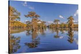 Bald cypress trees in autumn reflected on lake. Caddo Lake, Uncertain, Texas-Adam Jones-Stretched Canvas