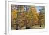 Bald Cypress Trees in Fall, Horseshoe Lake State Fish and Wildlife Areas, Alexander County, Il-Richard and Susan Day-Framed Photographic Print