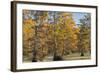 Bald Cypress Trees in Fall, Horseshoe Lake State Fish and Wildlife Areas, Alexander County, Il-Richard and Susan Day-Framed Photographic Print