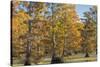 Bald Cypress Trees in Fall, Horseshoe Lake State Fish and Wildlife Areas, Alexander County, Il-Richard and Susan Day-Stretched Canvas