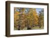 Bald Cypress Trees in Fall, Horseshoe Lake State Fish and Wildlife Areas, Alexander County, Il-Richard and Susan Day-Framed Photographic Print