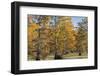 Bald Cypress Trees in Fall, Horseshoe Lake State Fish and Wildlife Areas, Alexander County, Il-Richard and Susan Day-Framed Photographic Print