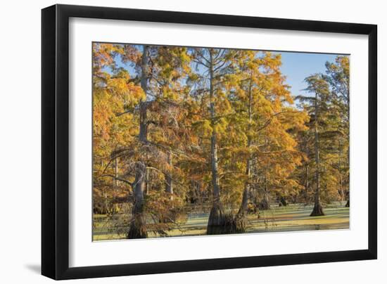 Bald Cypress Trees in Fall, Horseshoe Lake State Fish and Wildlife Areas, Alexander County, Il-Richard and Susan Day-Framed Photographic Print