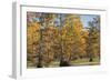 Bald Cypress Trees in Fall, Horseshoe Lake State Fish and Wildlife Areas, Alexander County, Il-Richard and Susan Day-Framed Photographic Print