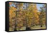 Bald Cypress Trees in Fall, Horseshoe Lake State Fish and Wildlife Areas, Alexander County, Il-Richard and Susan Day-Framed Stretched Canvas