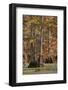 Bald Cypress Trees in Fall, Horseshoe Lake State Fish and Wildlife Areas, Alexander County, Il-Richard and Susan Day-Framed Photographic Print