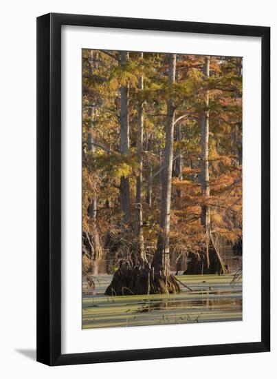 Bald Cypress Trees in Fall, Horseshoe Lake State Fish and Wildlife Areas, Alexander County, Il-Richard and Susan Day-Framed Photographic Print