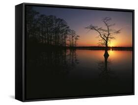 Bald Cypress Trees in Reelfoot Lake, Reelfoot National Wildlife Refuge, Tennessee, USA-Adam Jones-Framed Stretched Canvas