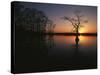 Bald Cypress Trees in Reelfoot Lake, Reelfoot National Wildlife Refuge, Tennessee, USA-Adam Jones-Stretched Canvas