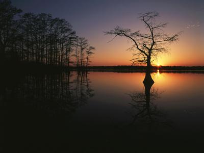 'Bald Cypress Trees in Reelfoot Lake, Reelfoot National Wildlife Refuge ...