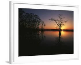 Bald Cypress Trees in Reelfoot Lake, Reelfoot National Wildlife Refuge, Tennessee, USA-Adam Jones-Framed Photographic Print