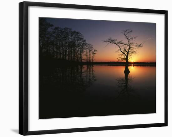 Bald Cypress Trees in Reelfoot Lake, Reelfoot National Wildlife Refuge, Tennessee, USA-Adam Jones-Framed Photographic Print