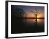 Bald Cypress Trees in Reelfoot Lake, Reelfoot National Wildlife Refuge, Tennessee, USA-Adam Jones-Framed Photographic Print