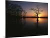 Bald Cypress Trees in Reelfoot Lake, Reelfoot National Wildlife Refuge, Tennessee, USA-Adam Jones-Mounted Photographic Print