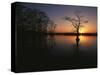 Bald Cypress Trees in Reelfoot Lake, Reelfoot National Wildlife Refuge, Tennessee, USA-Adam Jones-Stretched Canvas