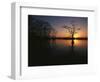 Bald Cypress Trees in Reelfoot Lake, Reelfoot National Wildlife Refuge, Tennessee, USA-Adam Jones-Framed Photographic Print